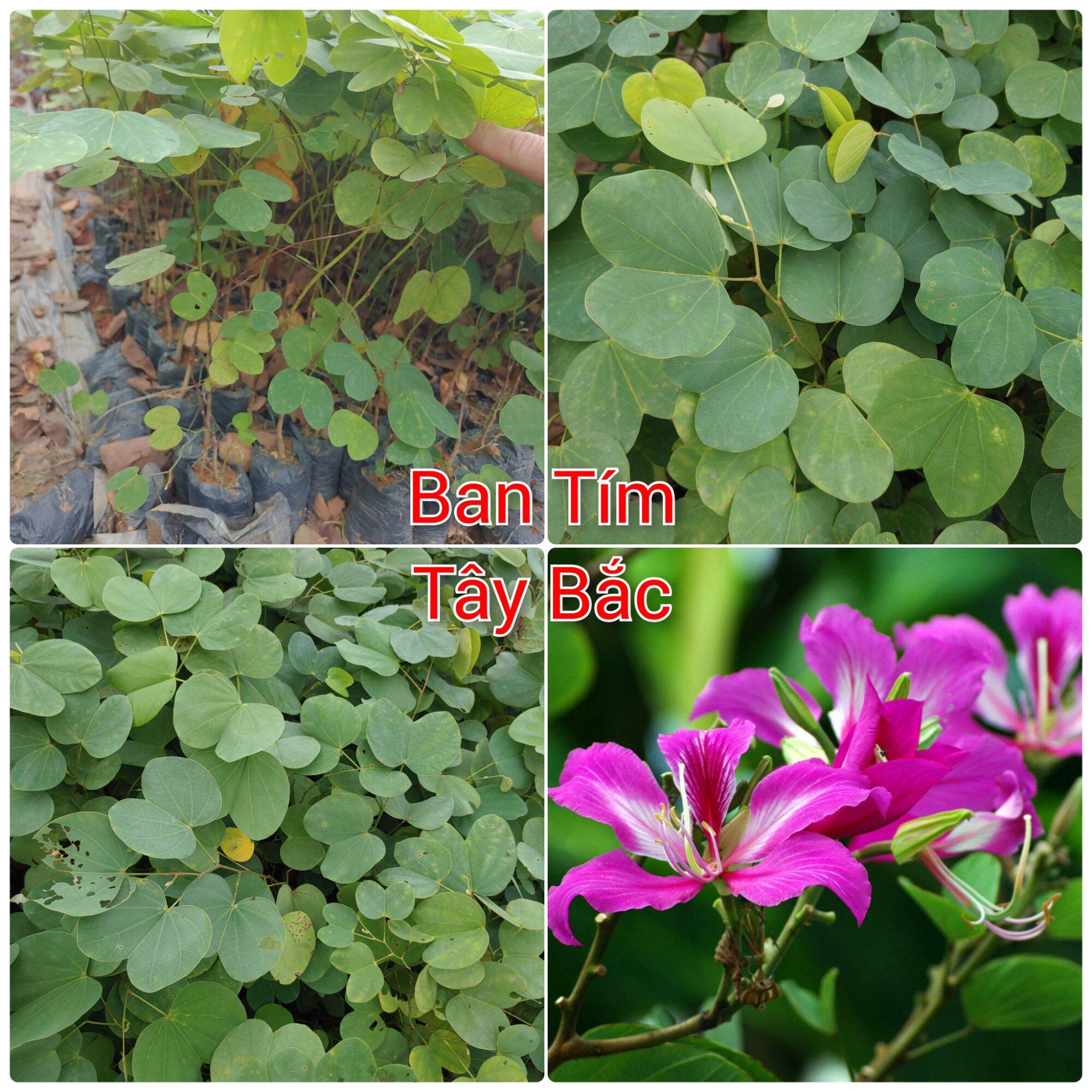 Cây giống Ban Tím Tây Bắc