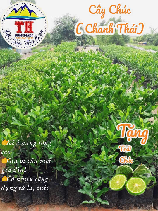 Cây Chúc ( Chanh Thái ) - An Giang ( 50cm)