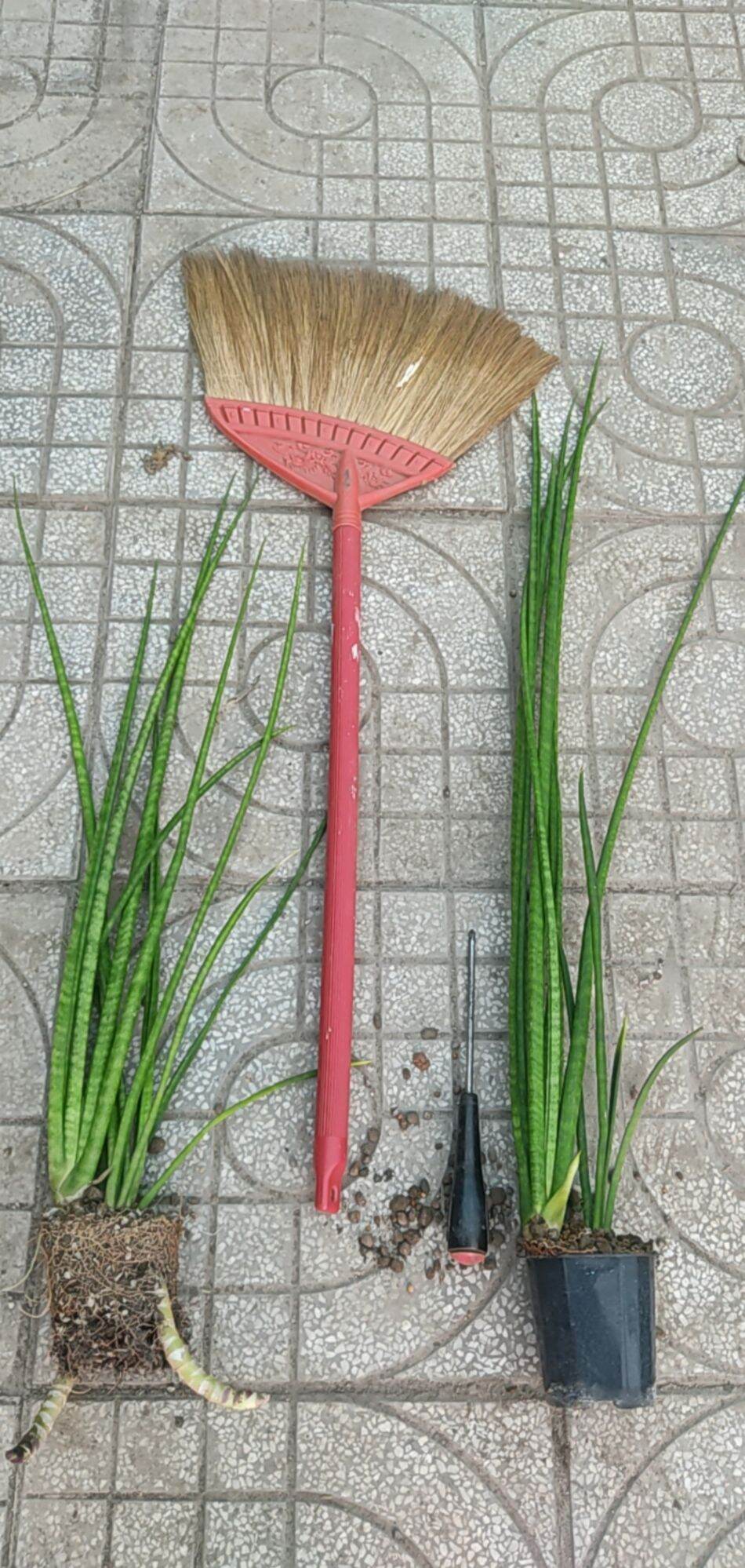 Cây lưỡi hổ - Sansevieria bụi lá tròn