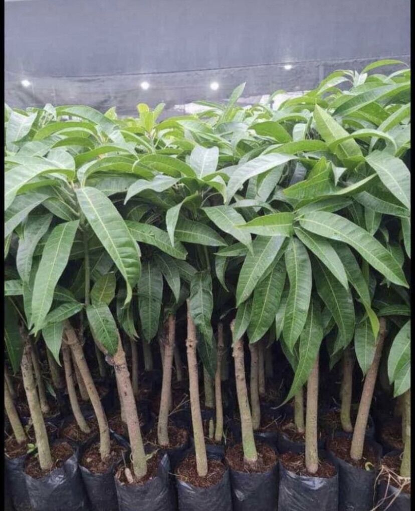 Cây giống xoài thái ( cao 50-60cm )