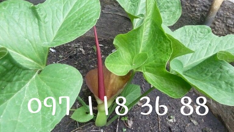 Combo 5 cây bán hạ ,cây chóc,cây ba chìa giống.