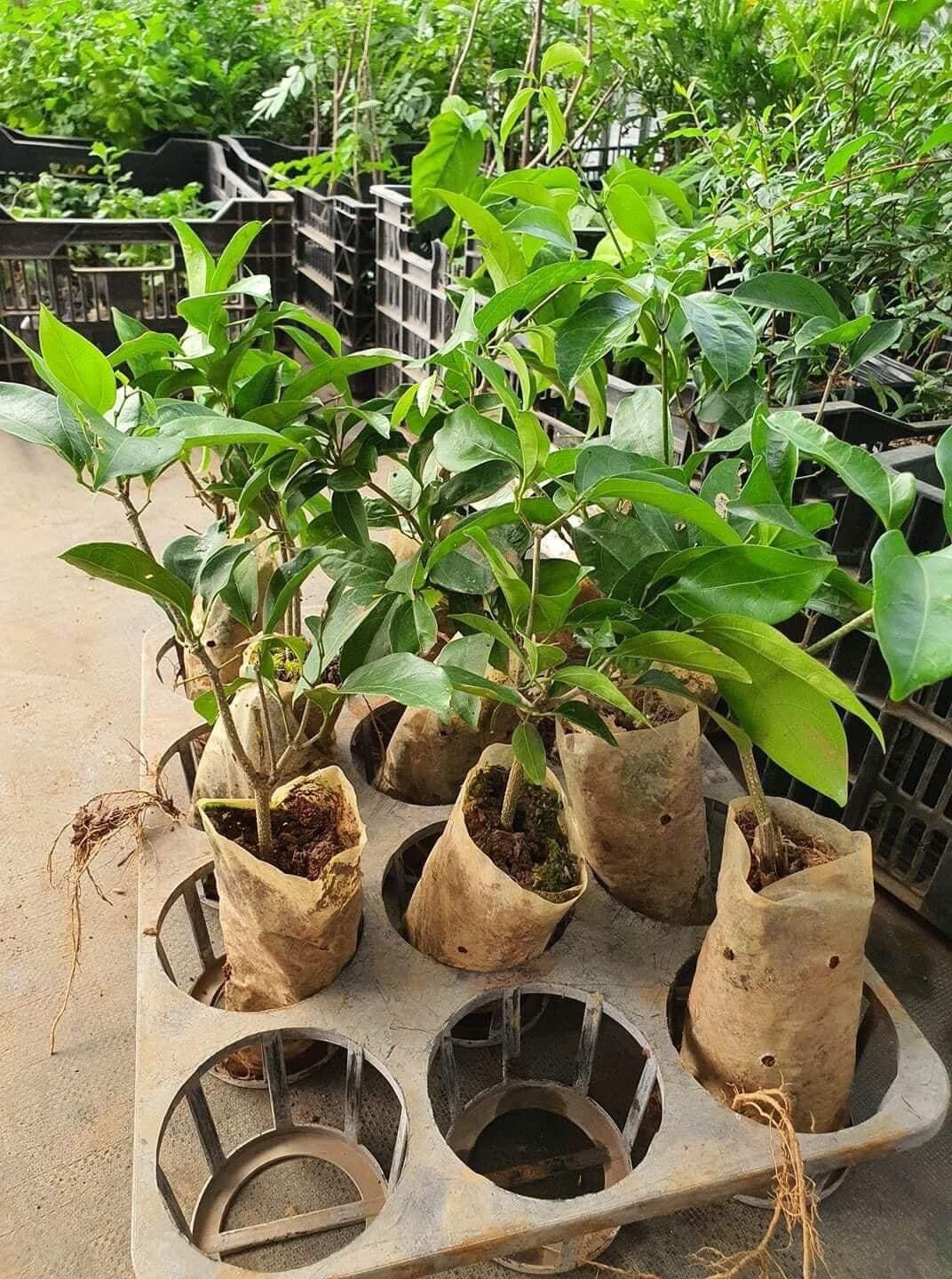 Cây giống hoa lan tỏi
