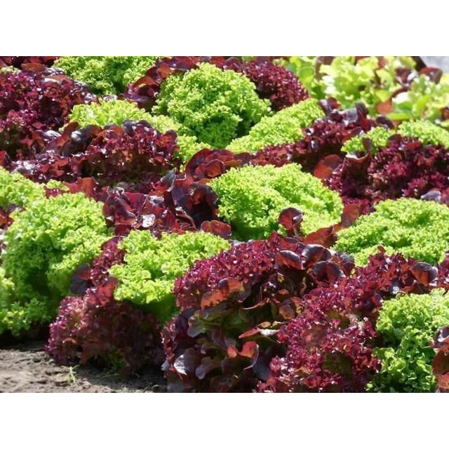 Hạt Giống Xà Lách Tím Lollo Rossa.