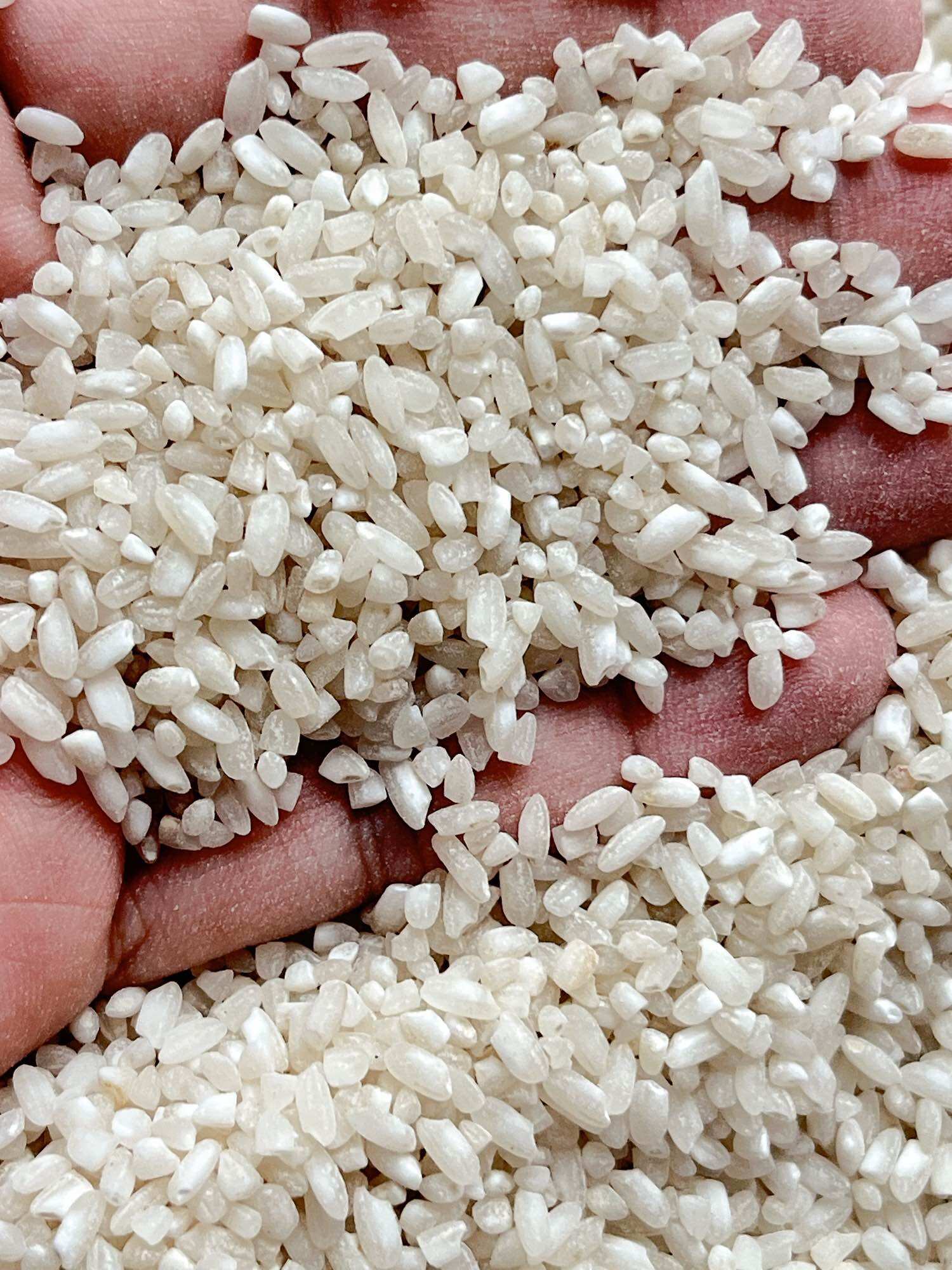 Gạo Hạt Tròn Khô Xốp - Túi 10 kg - Dành cho người không thích ăn dẻo - Lúa xay tại nhà máy