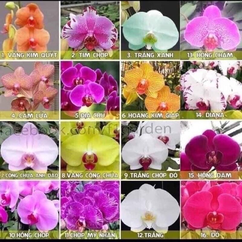 HOA LAN HỒ ĐIỆP ĐÃ CÓ NGỒNG
