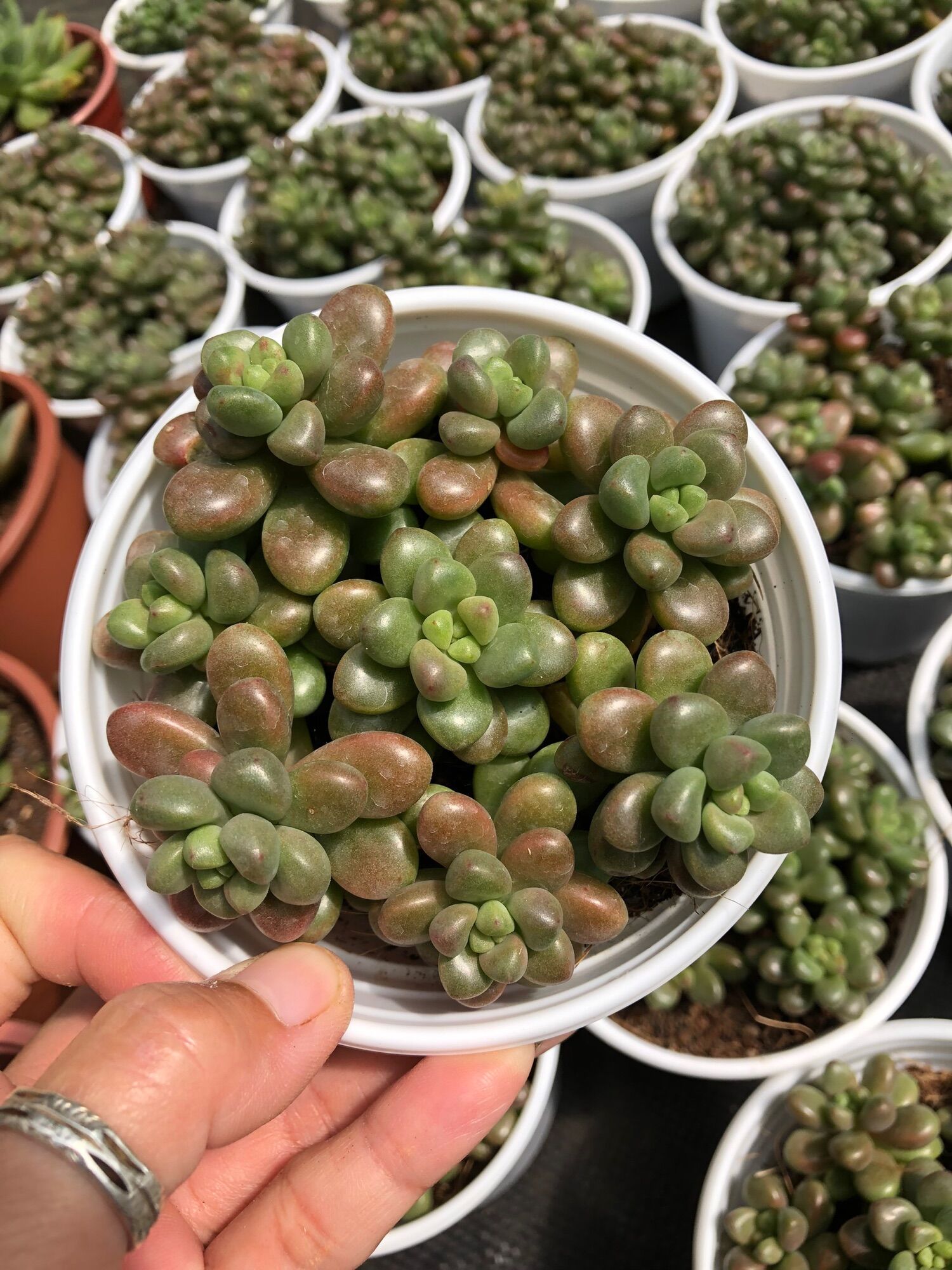 Sen đá Sedum Kẹo 11cm