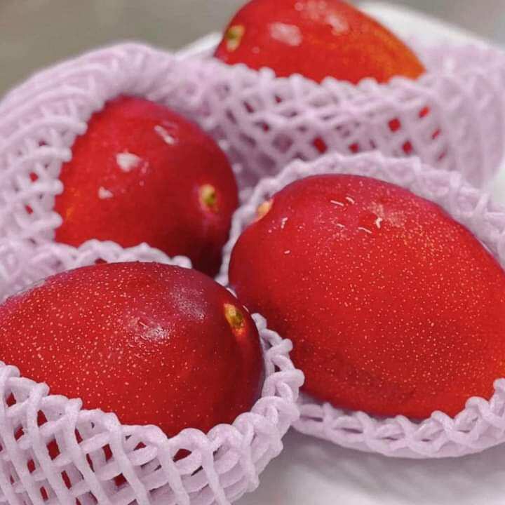 Xoài đỏ nhật. 
