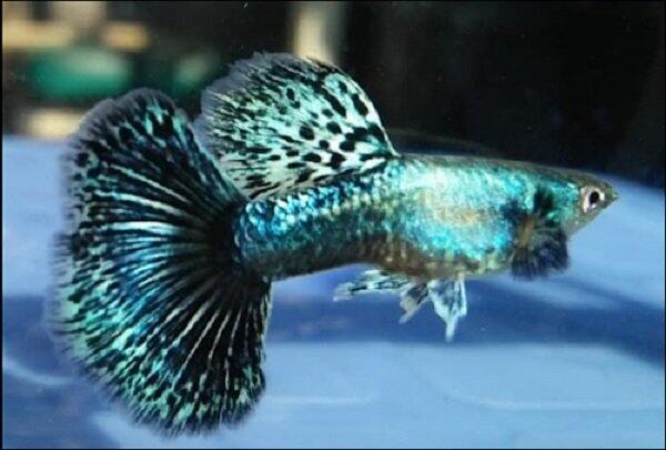 Rồng xanh - guppy trang trí hồ