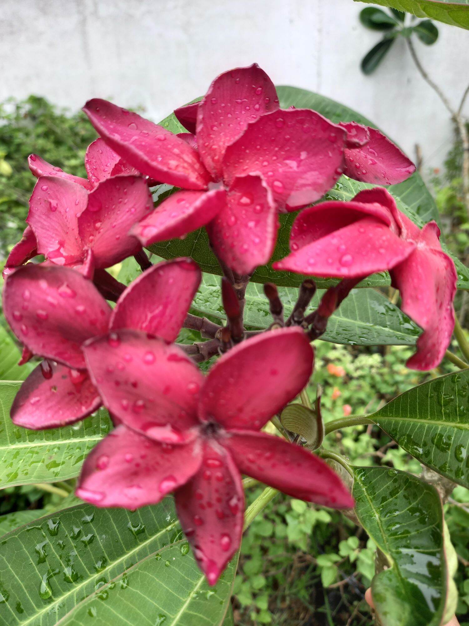 cây sứ đỏ nhung hoa thơm