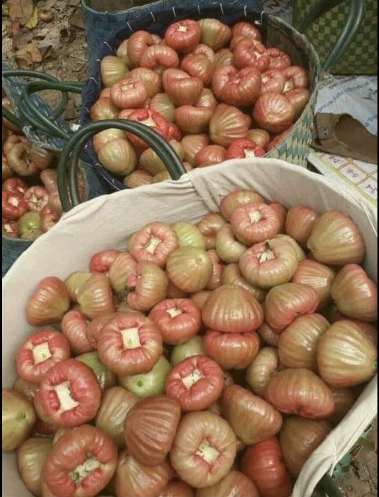 Mận an phước