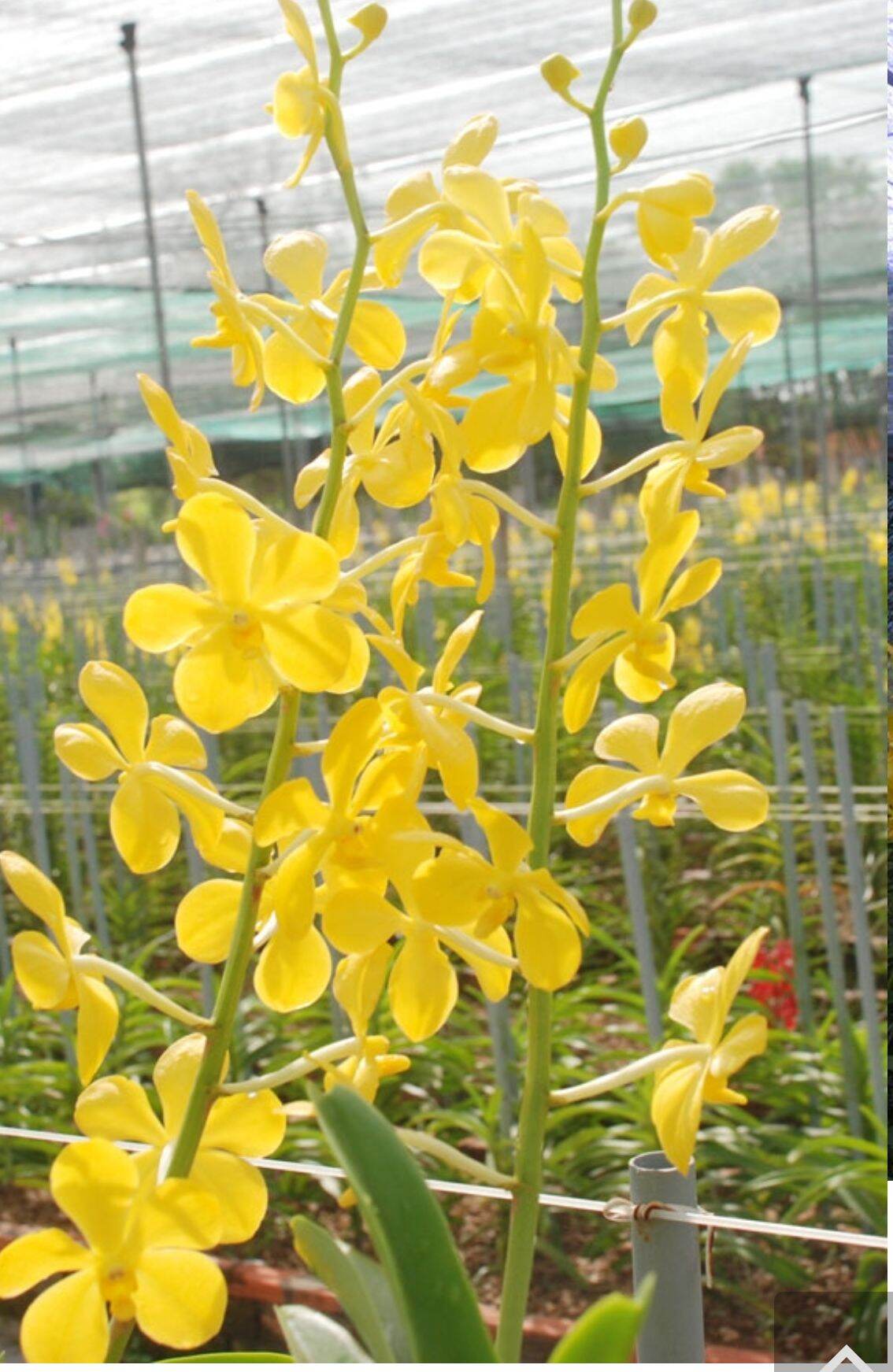 5 cây lan giống mokara (cao 30cm) màu Vàng