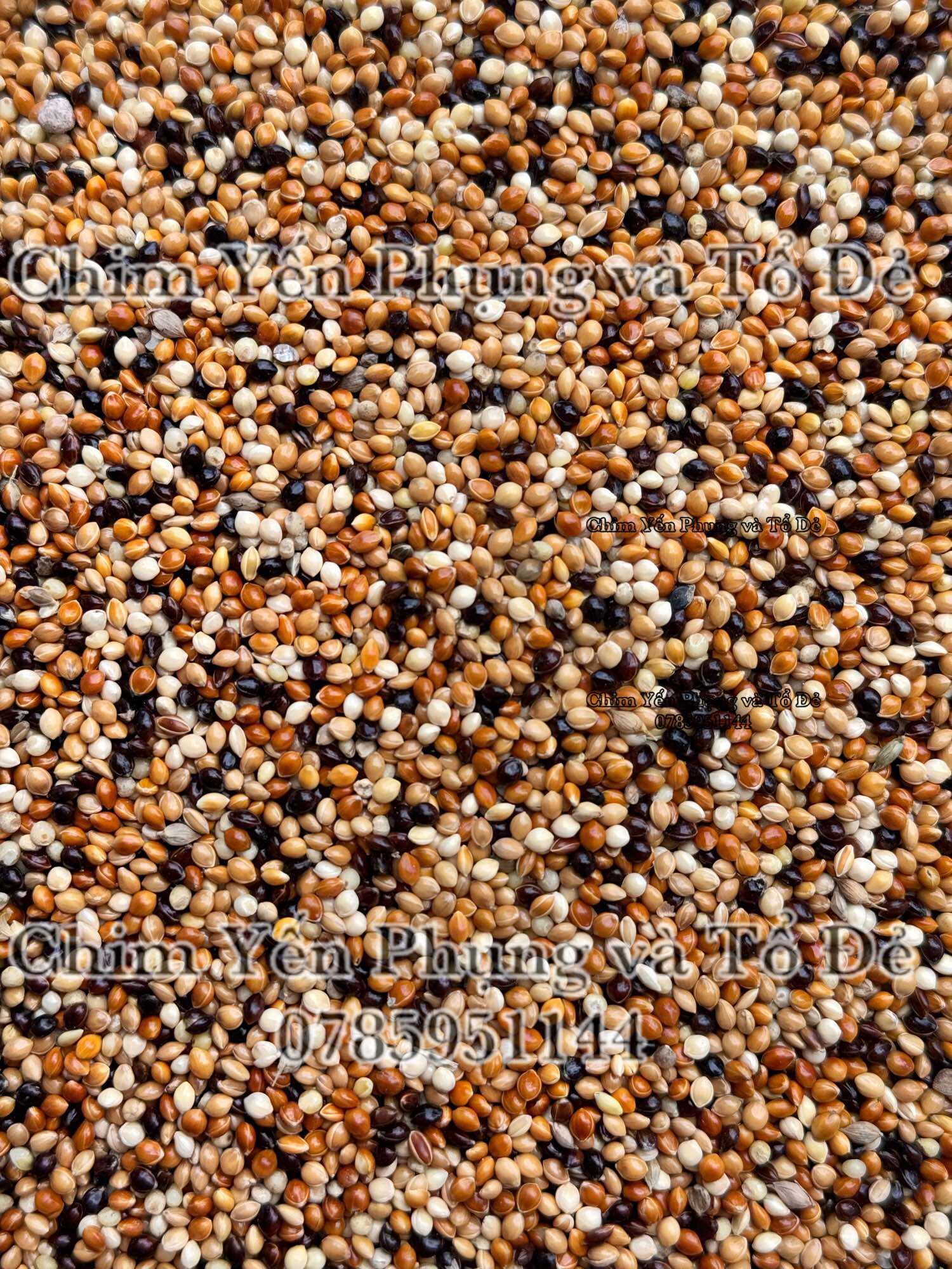 Hạt kê thái (kê ba màu: vàng, đỏ, đen) cho Yến Phụng • Hamster • Sóc....