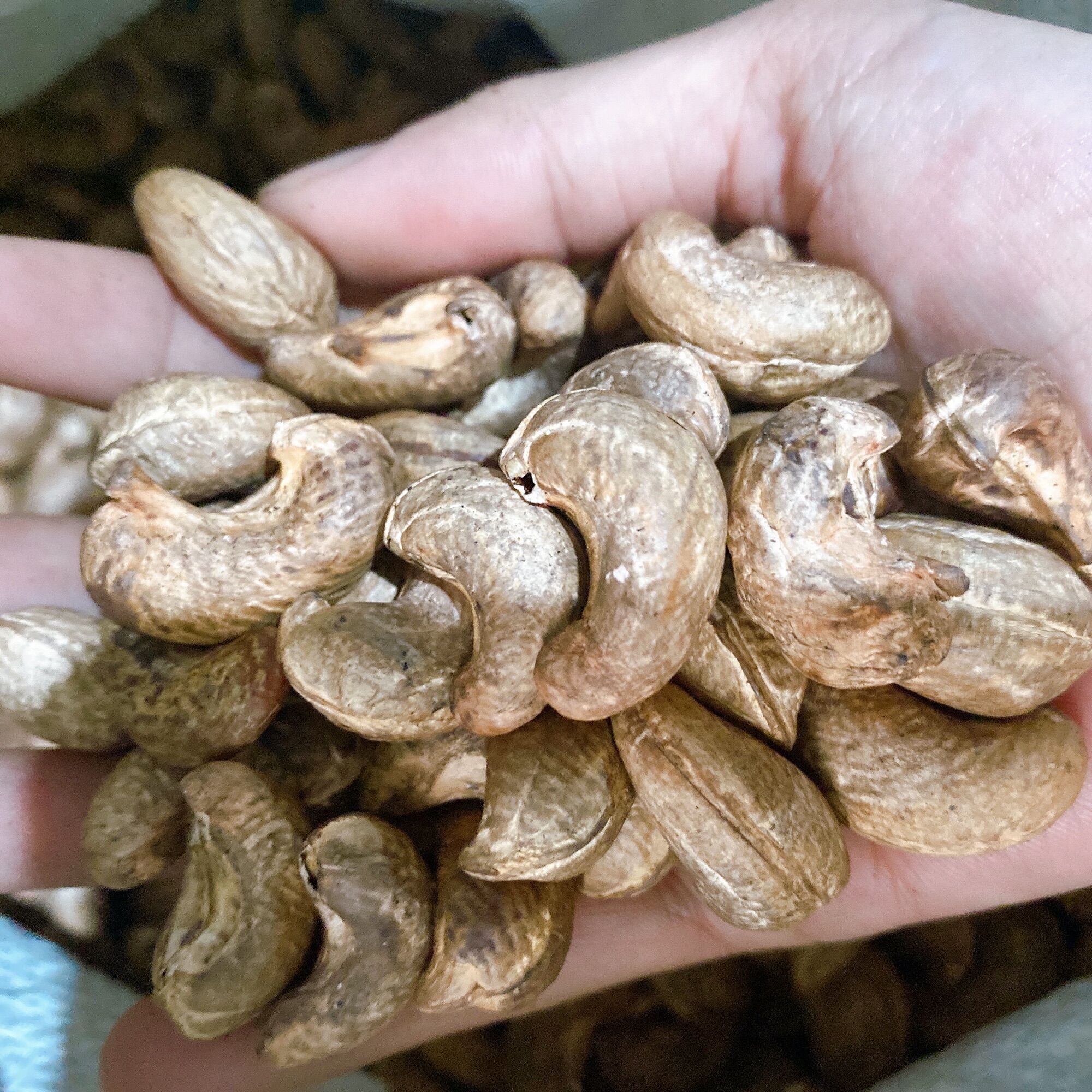 500G Hạt điều nguyên lụa rang muối Bình Phước Size A