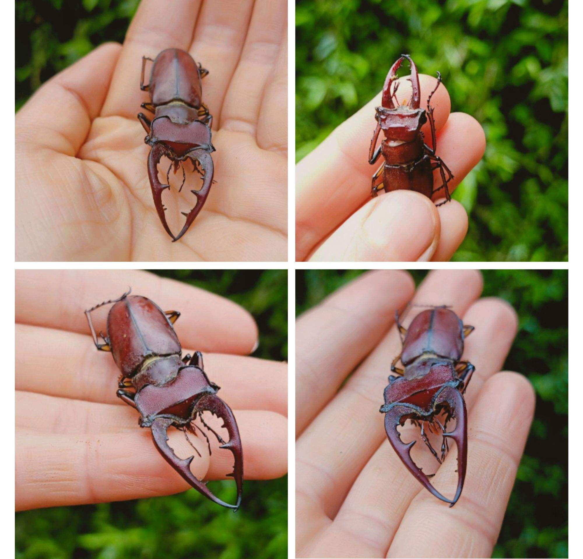 Bọ cánh cứng Stag Beetle, bọ hai sừng đẹp