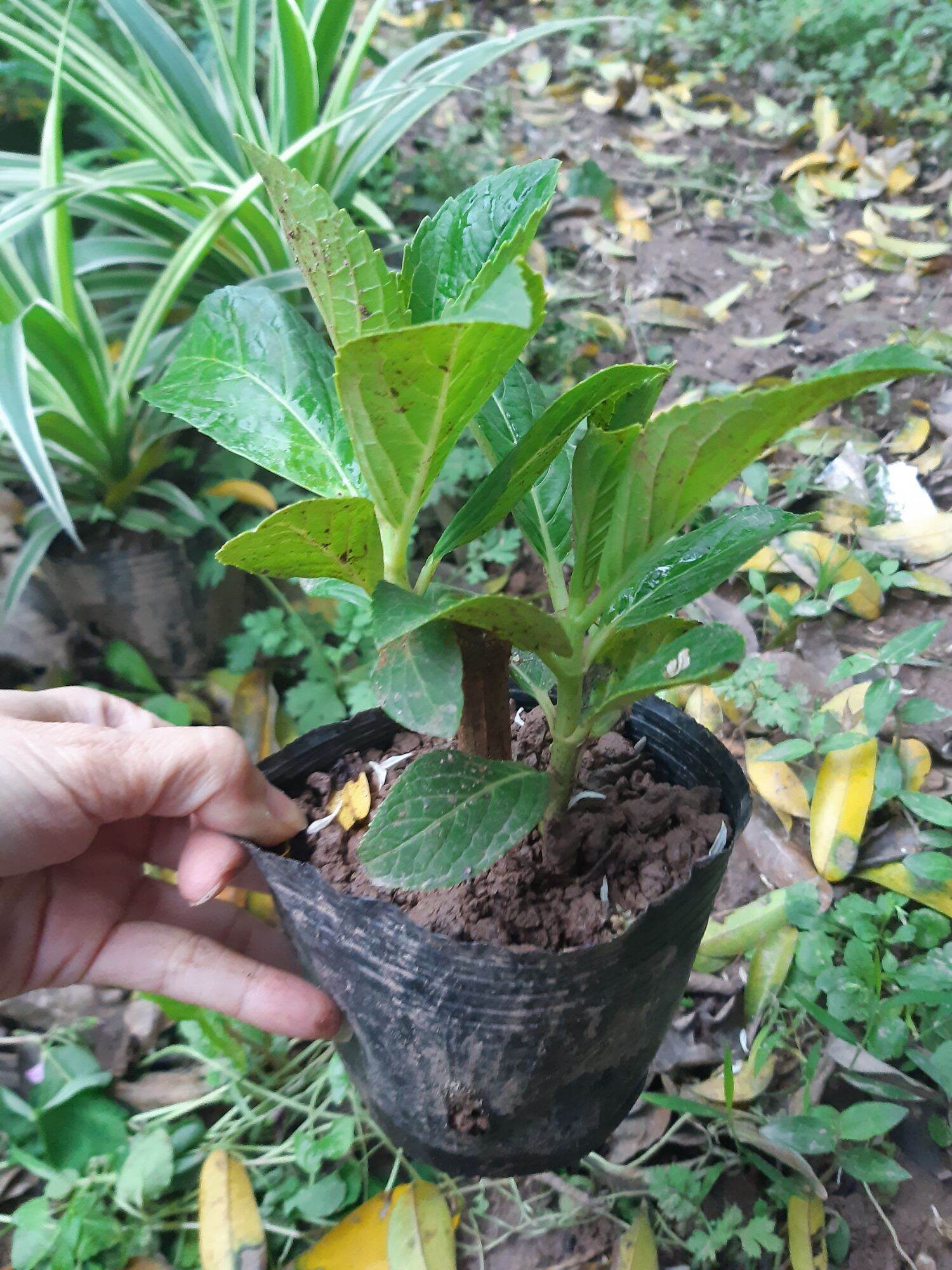 cây giống cẩm tú cầu