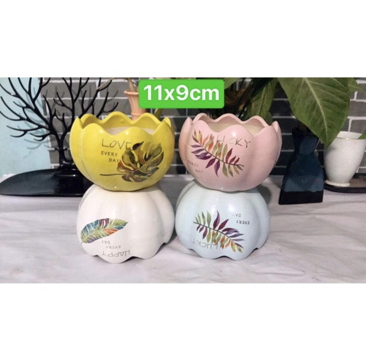 Chậu sứ trồng cây