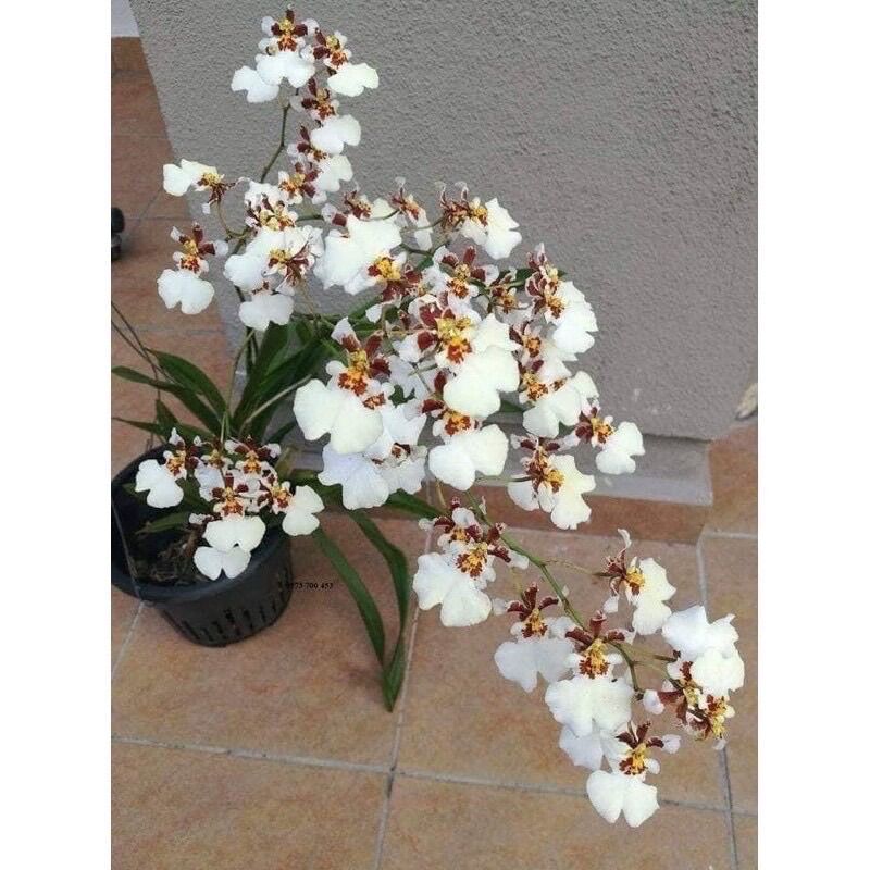 Hoa lan vũ nữ(1 khóm) HOA TẾT