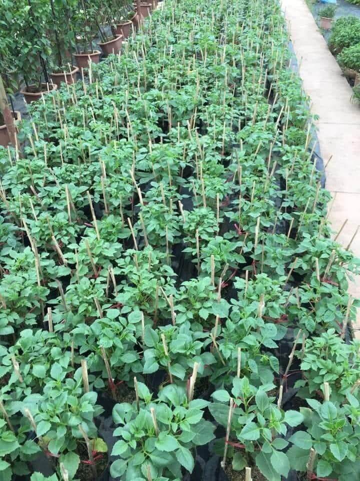 Cây giống hoa thược dược