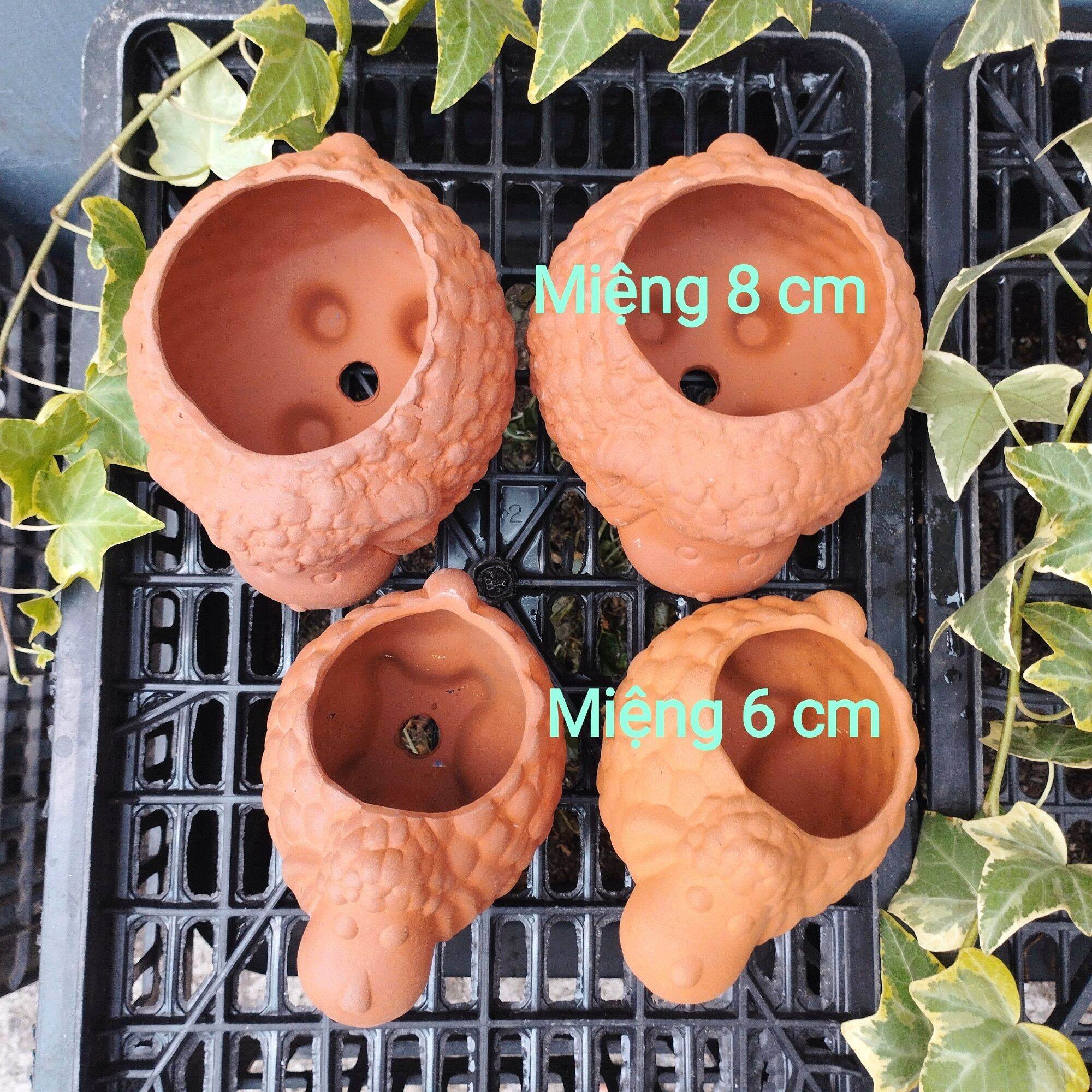 Chậu Đất Nung Trồng Sen Đá Cừu Bông
