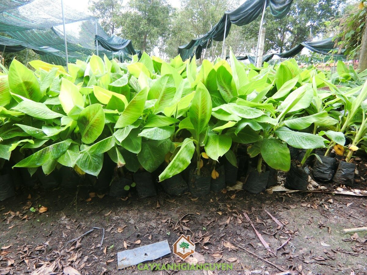 Chuối Già Nam Mỹ cây cấy mô