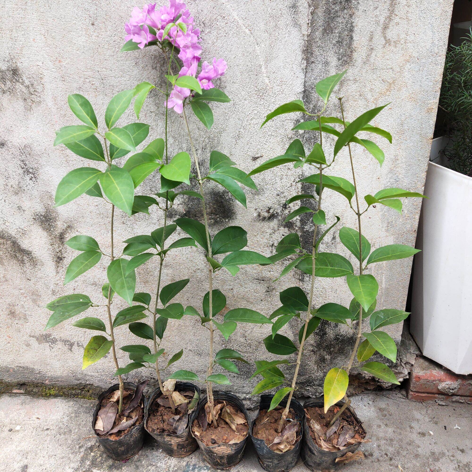 Cây giống hoa Lan tỏi
