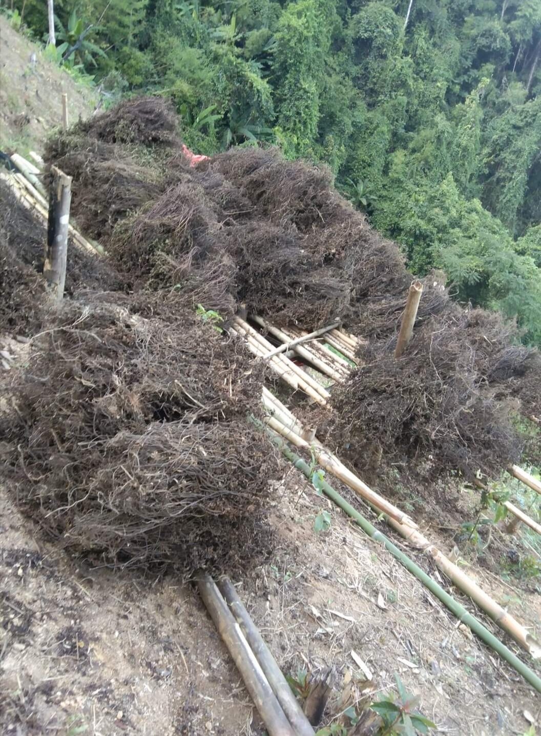 Cây Thạch Đen khô Nấu thạch đen Thạch Nương
