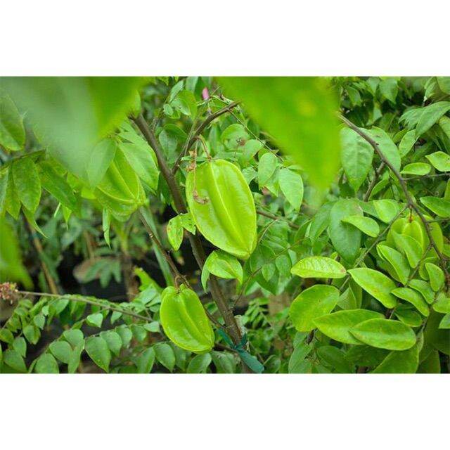 1kg lá khế chua khô thơm sạch