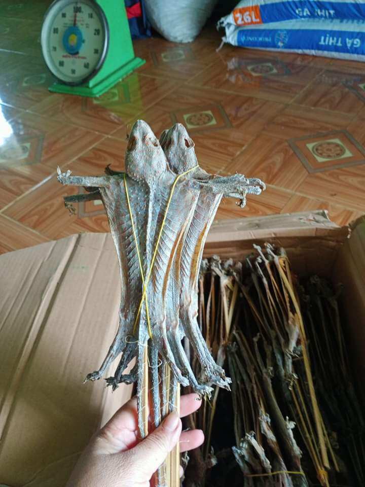 Tắc kè khô 2 con