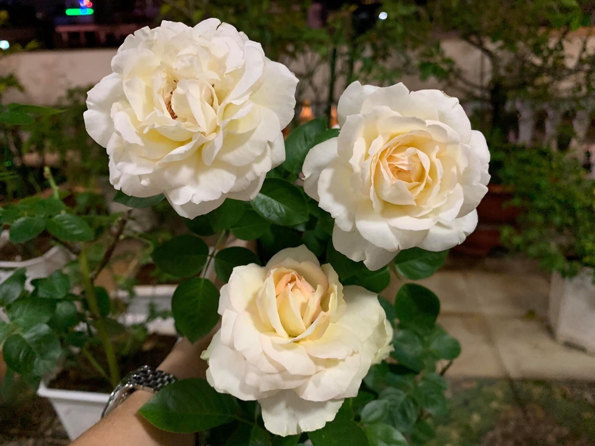 Hoa hồng ngoại Tchaikovsky rose