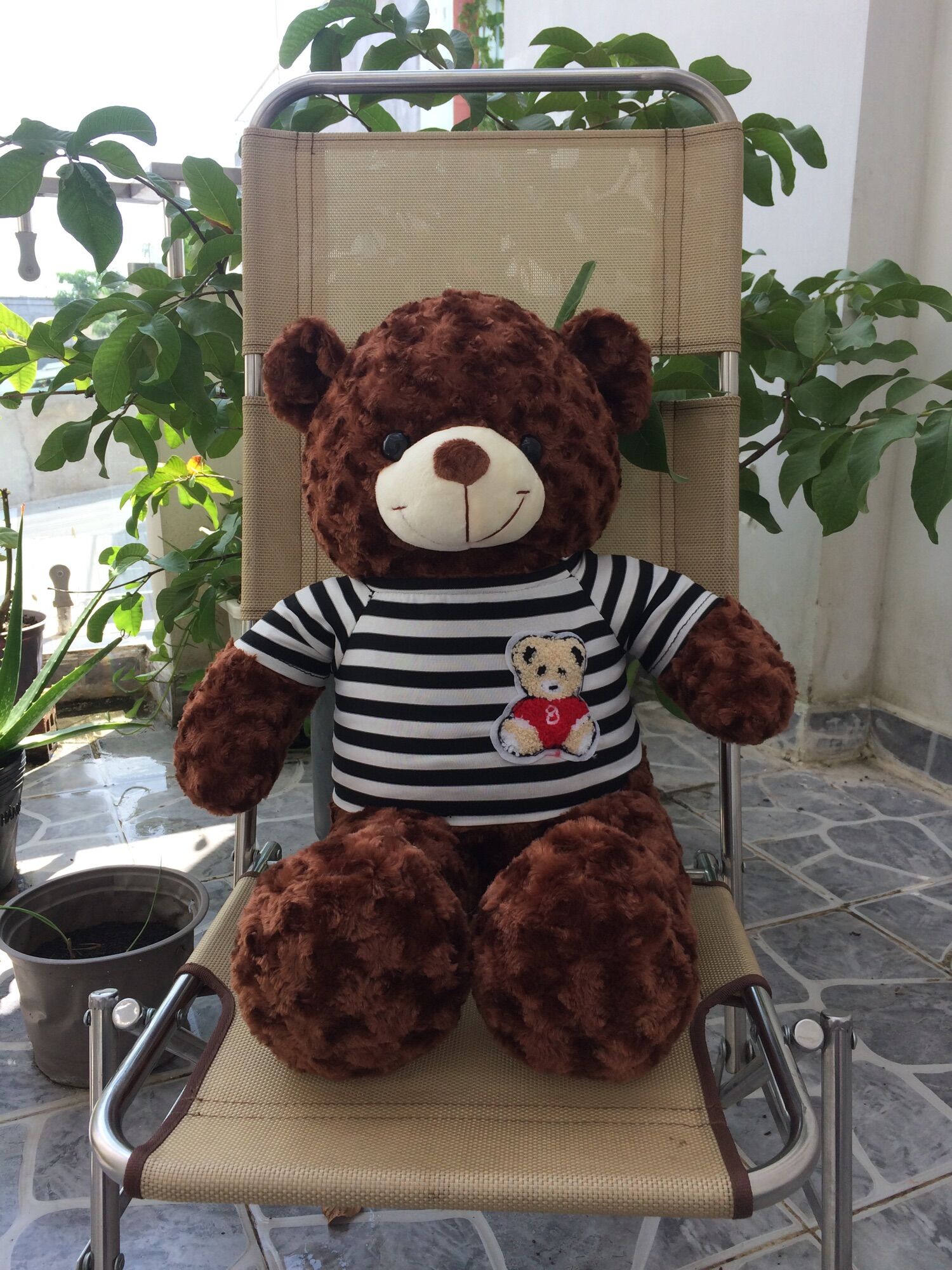 Gấu Bông Teddy Cao Cấp Size 50Cm Vnxk lông gấu mềm mịn, dày dặn