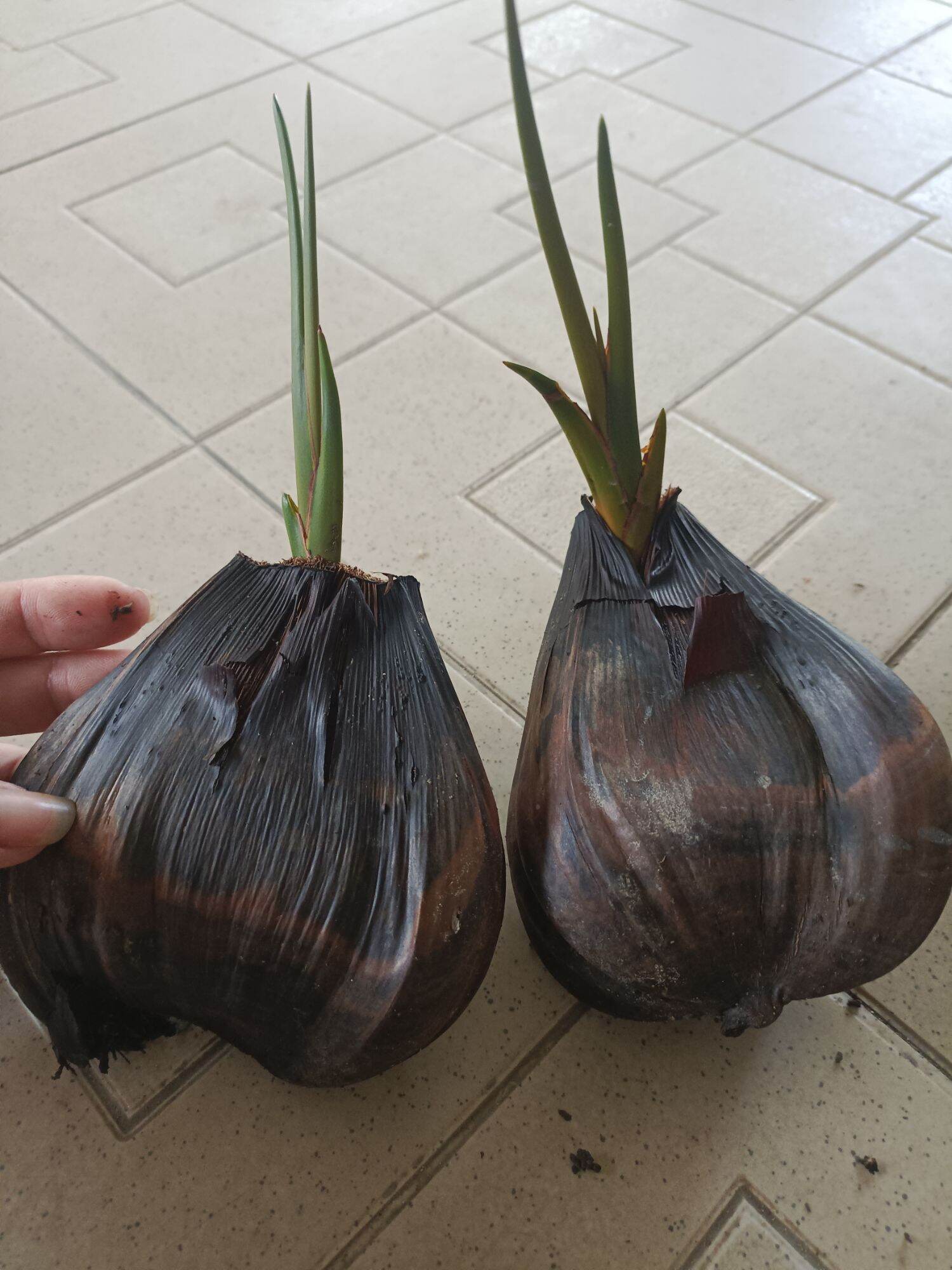 5 cây giống dừa nước miền tây