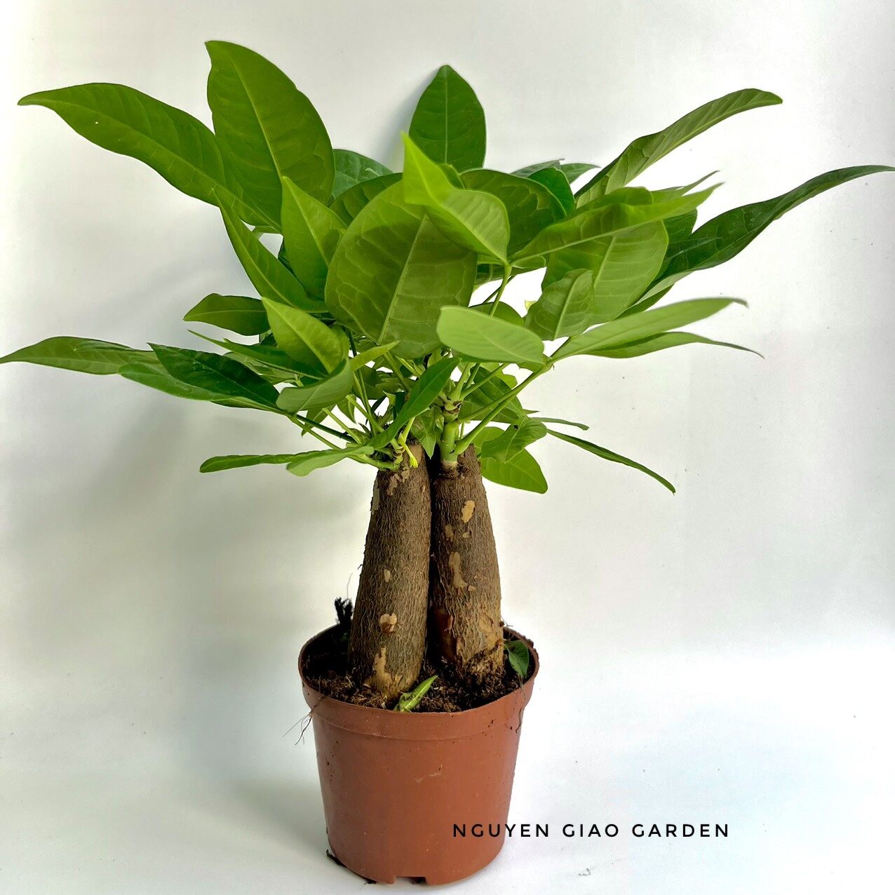 Cây kim ngân ba gốc chậu nhựa