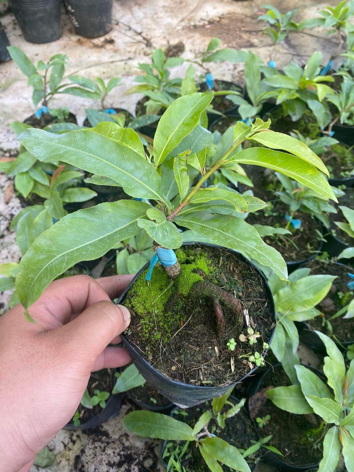 Mai giống Siêu Bông Sài Gòn