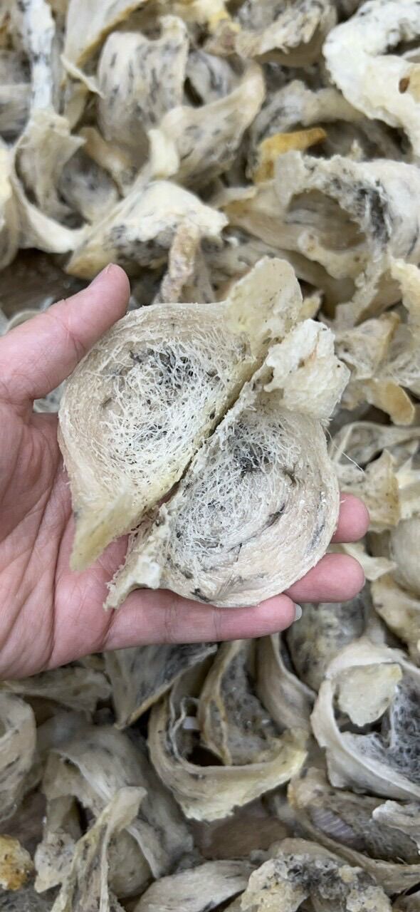 100gram tổ yến thô nguyên tổ-tổ yến nhà nuôi long an shop tặng kèm nhíp nhặt lông và phụ liêu chưng yến
