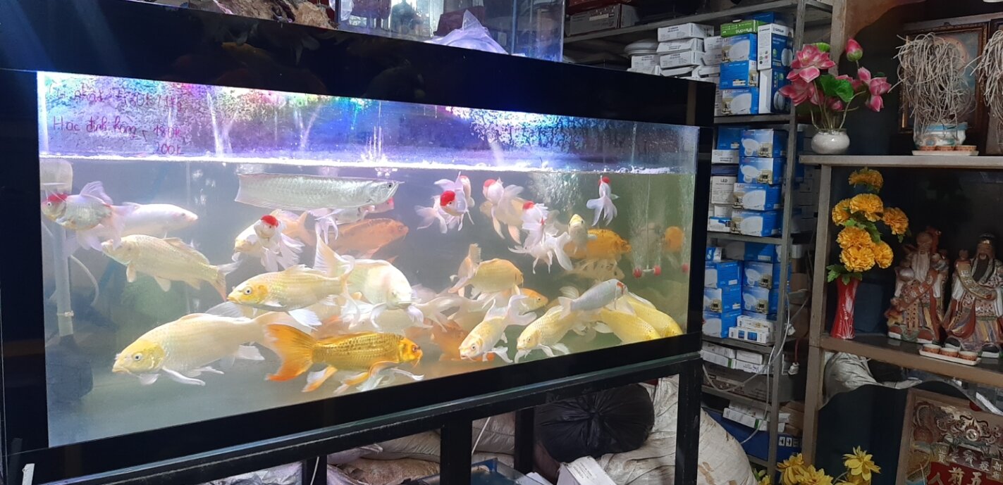 Hồ cá 1m*35*40. bao  rẻ  đẹp bền cho khách hàng