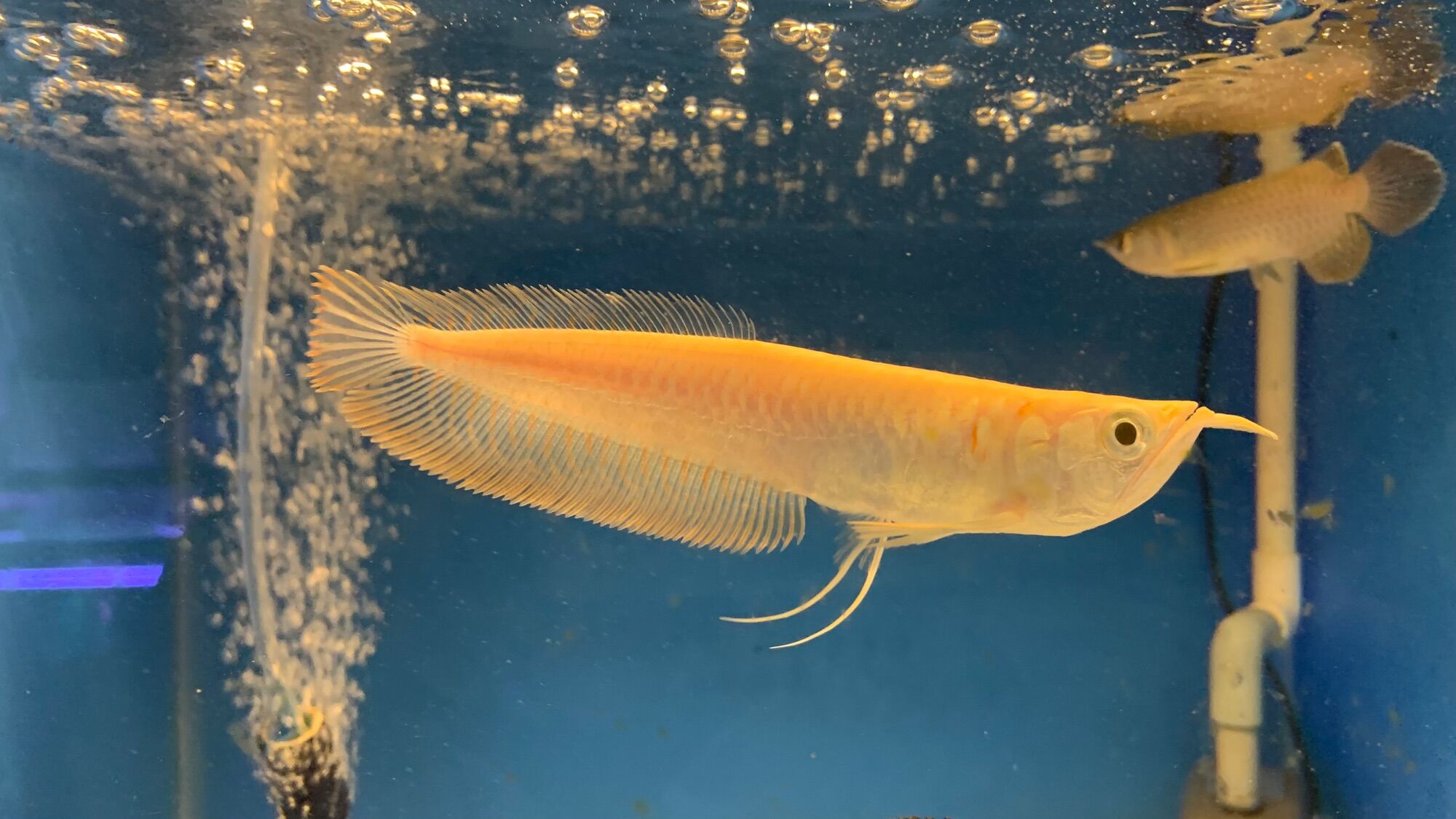 Cá Rồng Ngân Long Abino size 15-20cm