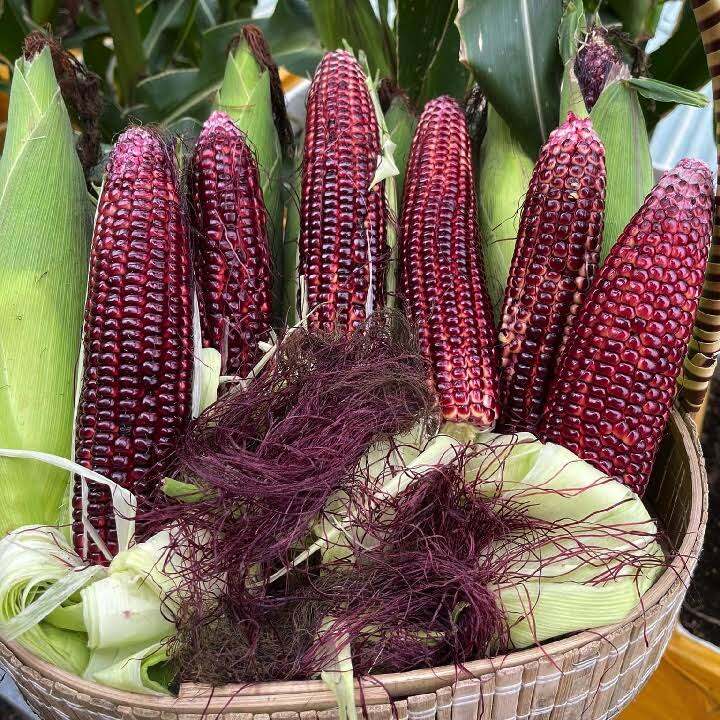 Ngô Tím Nữ Hoàng 1kg ( ngâm rượu cực thơm)