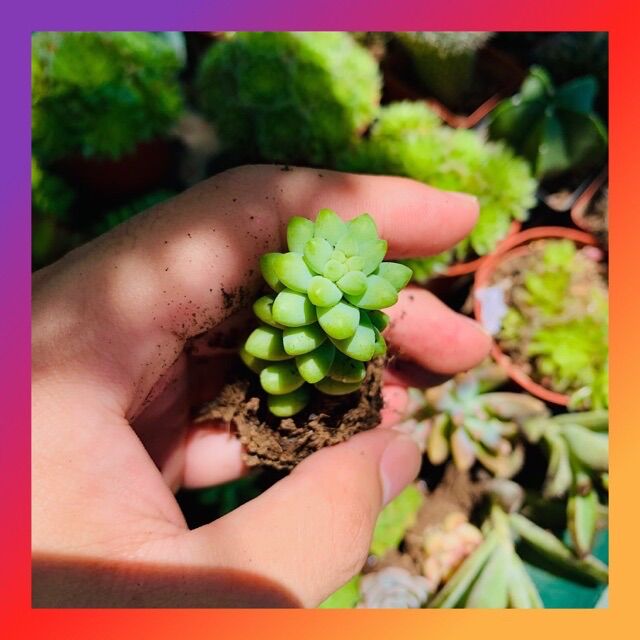 SEN ĐÁ CHUỖI NGỌC BI SIZE MINI KHOẺ ĐẸP LỖI 1 ĐỔI 1