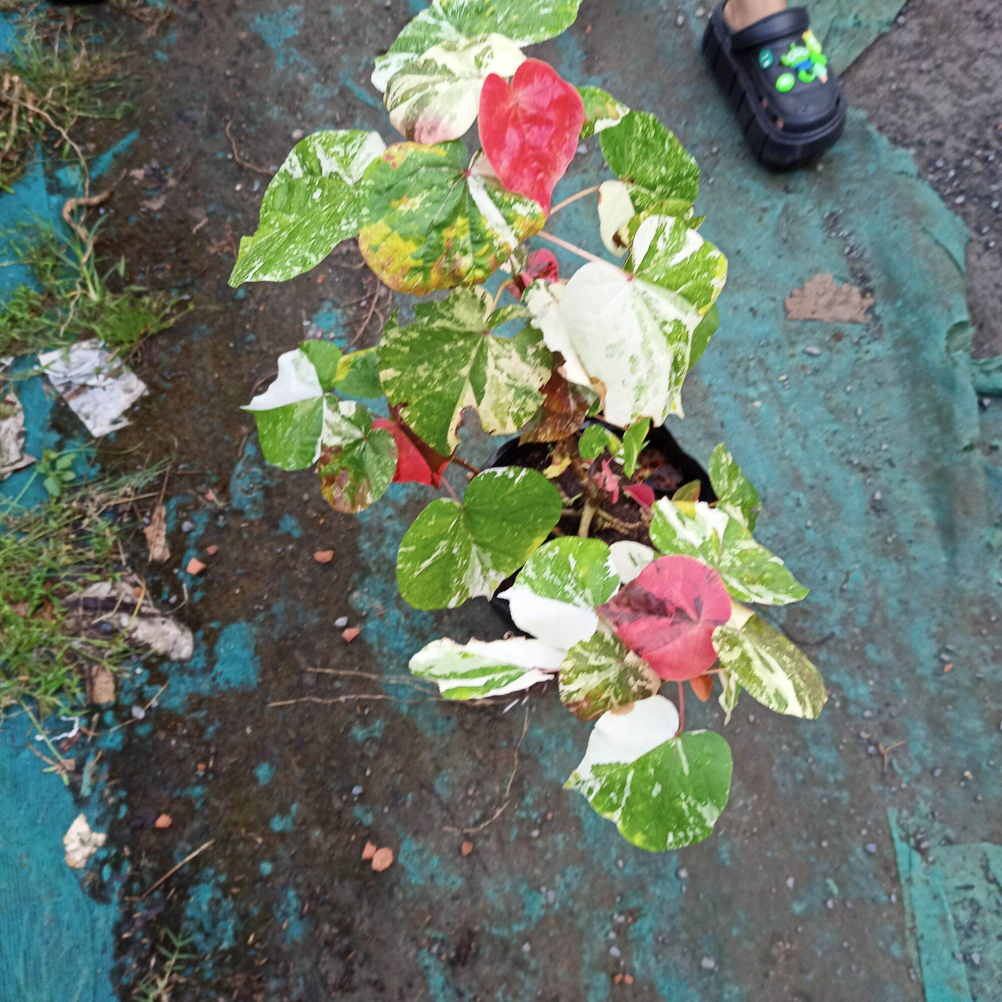 Cây tra var - hibiscus tiliaceus