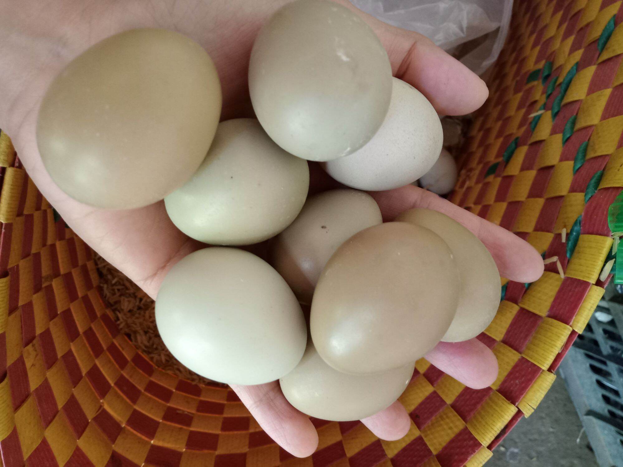 10 quả trứng chim trĩ so ăn rất bổ