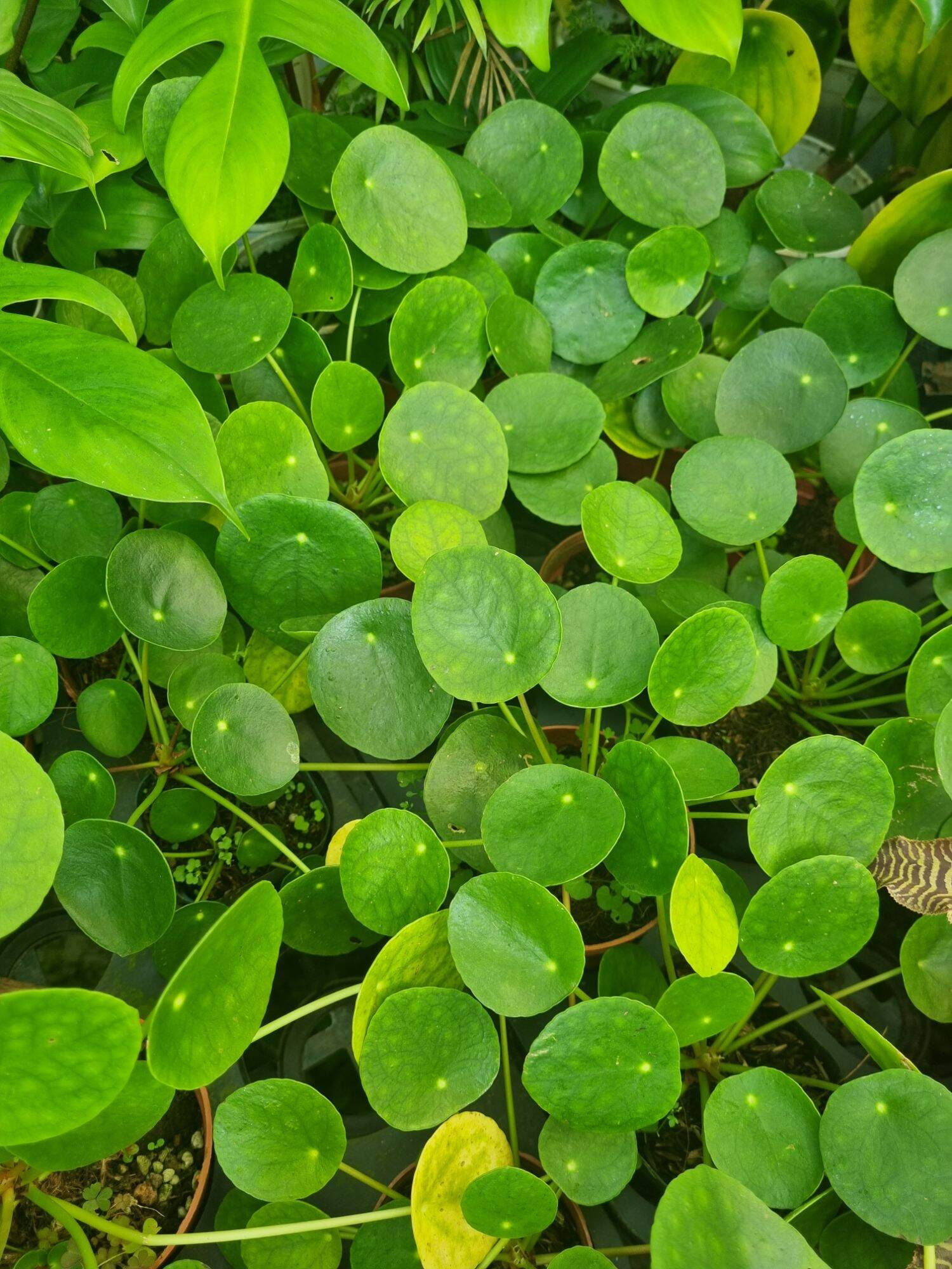 Cây cỏ gương - cây đồng tiền
