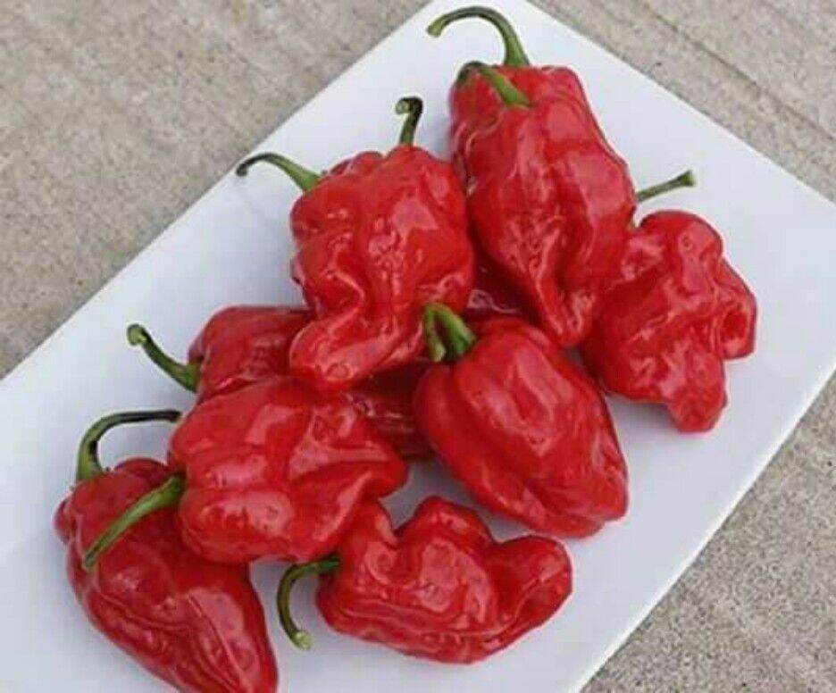 HẠT ỚT SIÊU CAY RED HABANERO gói 5 hạt