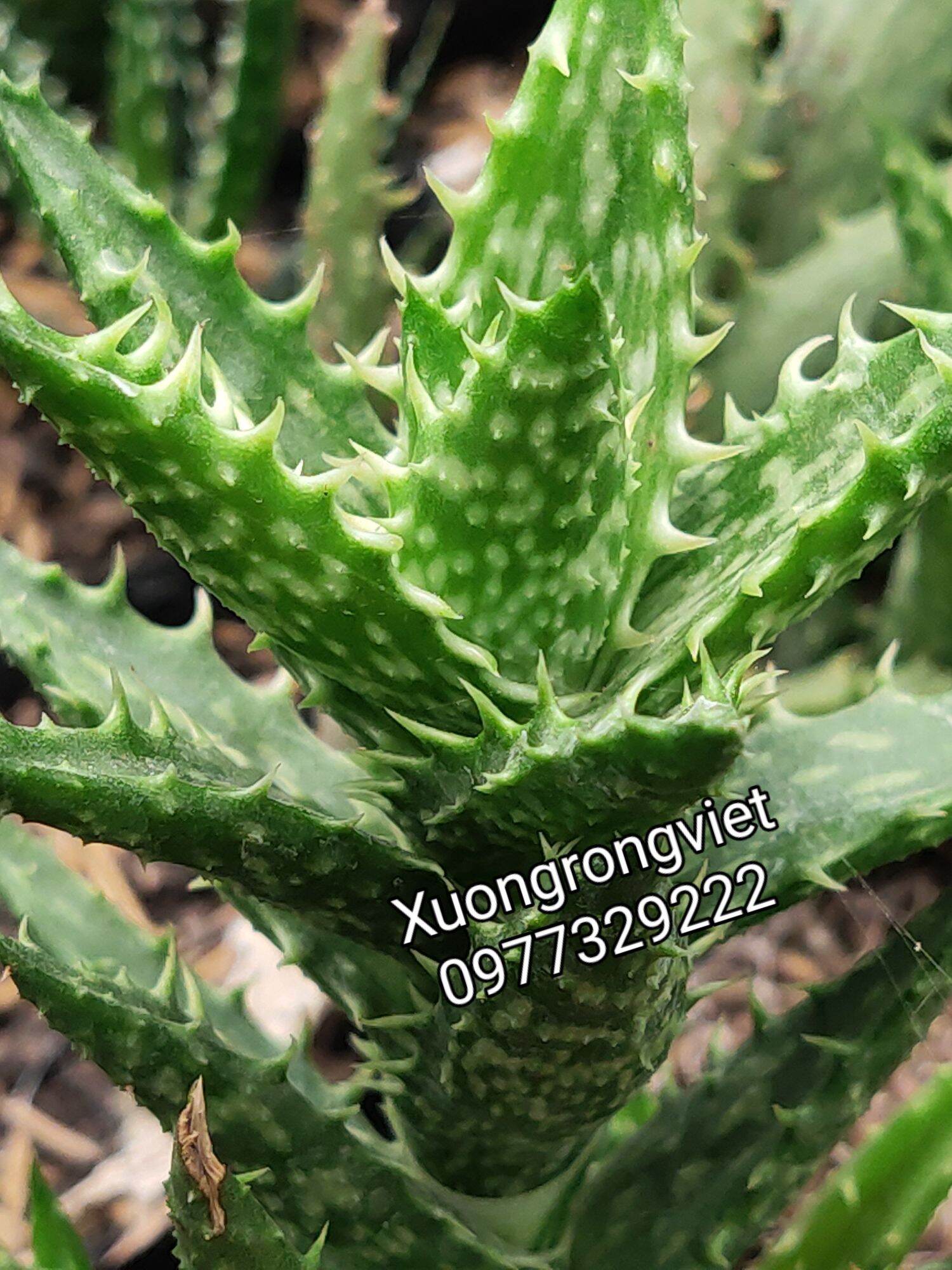 Sen đá Aloe hàm cá mập nhỏ