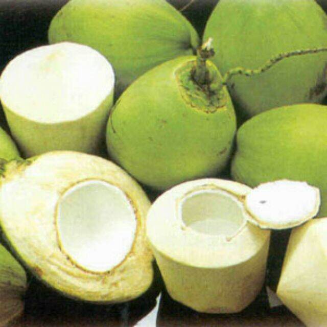cây dừa dứa thái lan ,cây đẹp