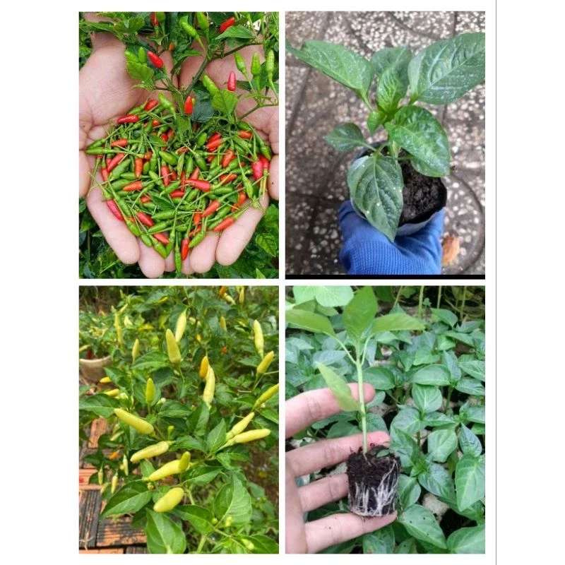 CÂY ỚT SỪNG cay thơm đang hoa