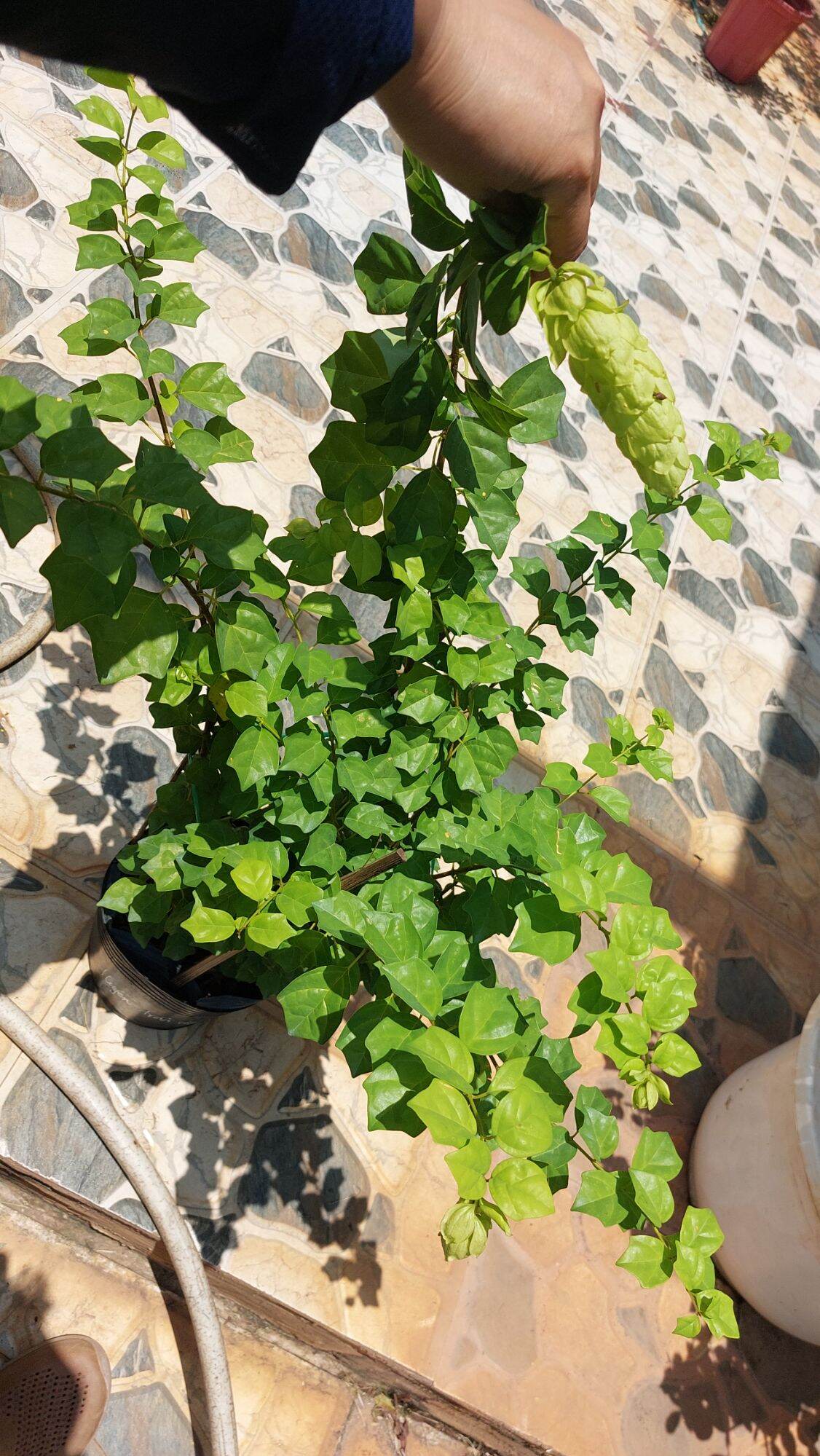 hoa huyền trân công chúa