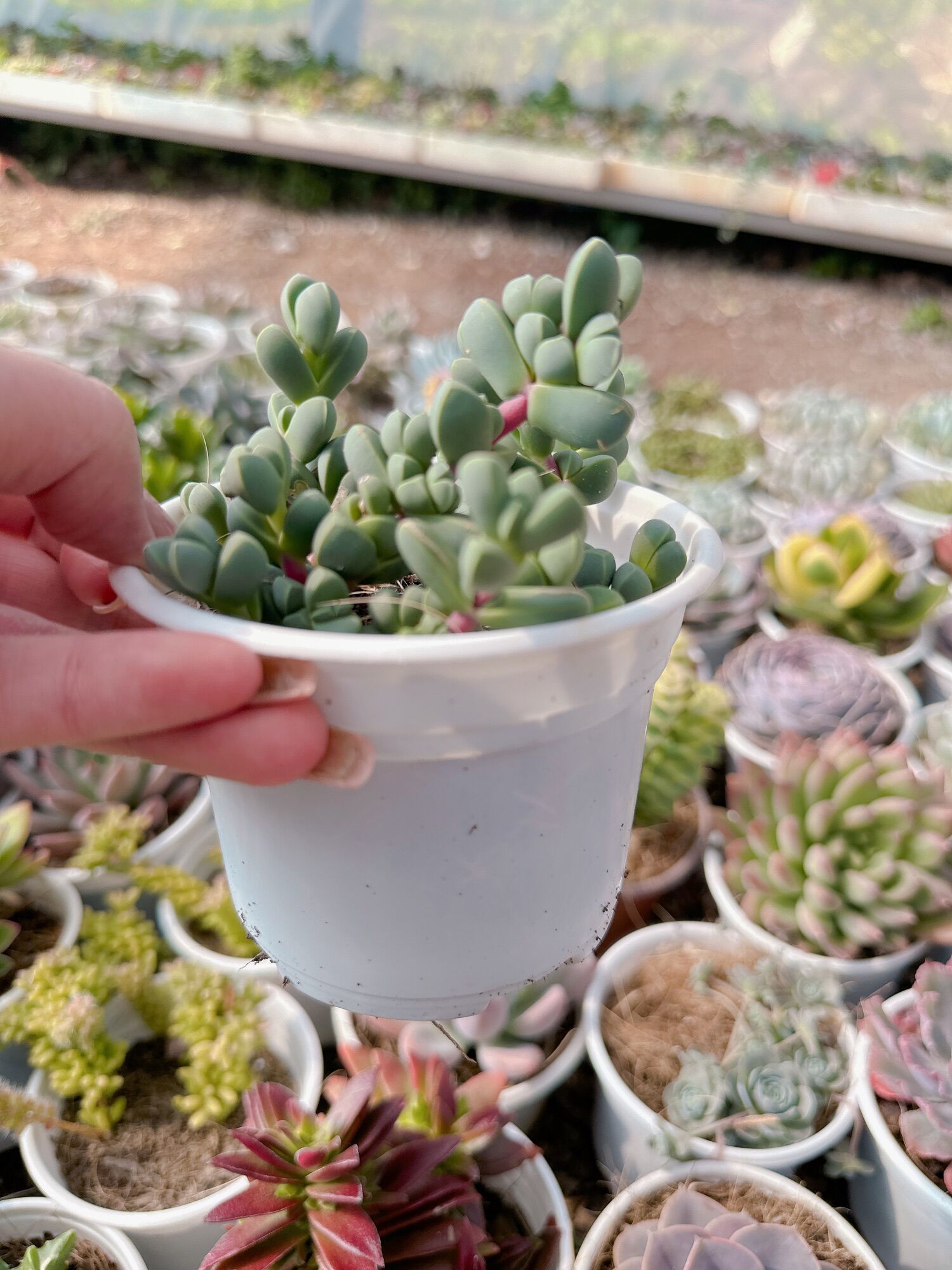 Sen đá trái tim size trung 5-7 cm đã thuần khí hậu