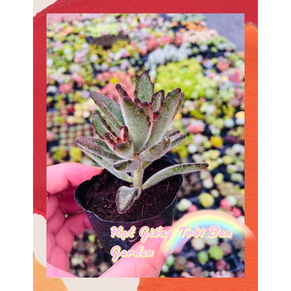 SEN ĐÁ NHUNG LÔNG ĐEN 🧶 SIZE BÉ 🥬 ĐÀ LẠT 🍄 HƯ 1 ĐỔI 1 ❄️ SIÊU CUTE
