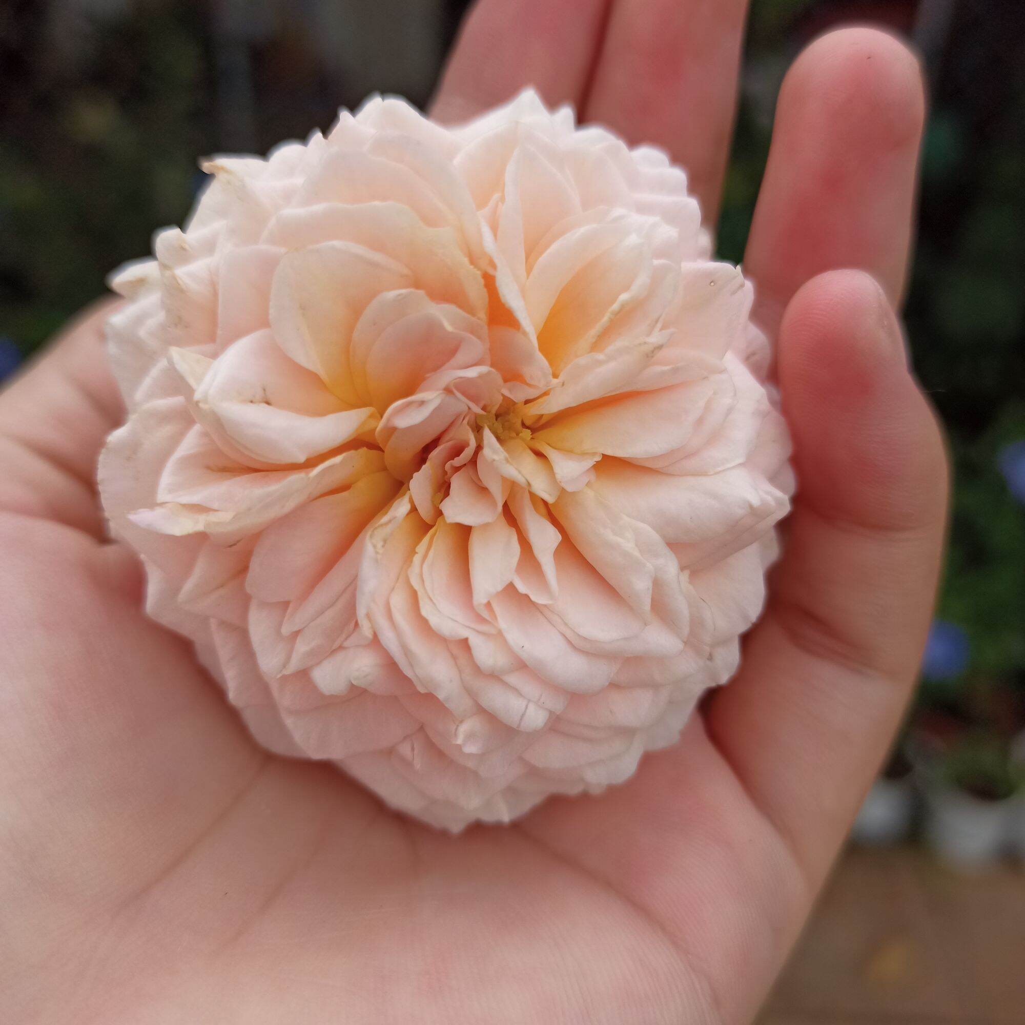 Hoa hồng Abraham darby cao từ 40cm