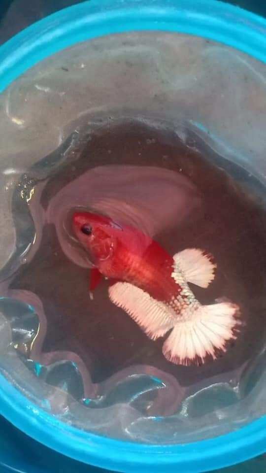 Mái red fancy siêu đẹp